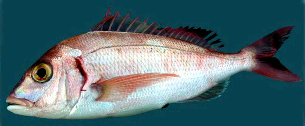 Pagellus erythrinus_04.jpg